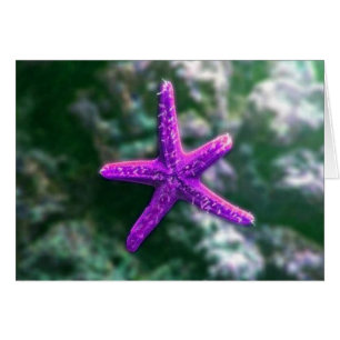 Ein Lila Starfish