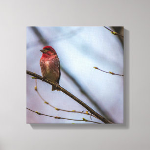 Ein lila X12 des Finks 12 dehnte Leinwand-Druck Leinwanddruck
