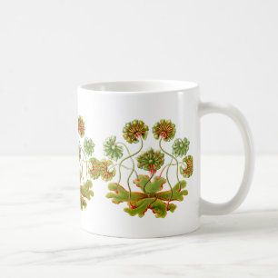 Ein Liverwort Kaffeetasse