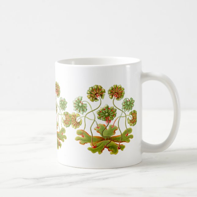 Ein Liverwort Kaffeetasse (Rechts)
