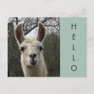 Ein Llama Hello Postcard Postkarte