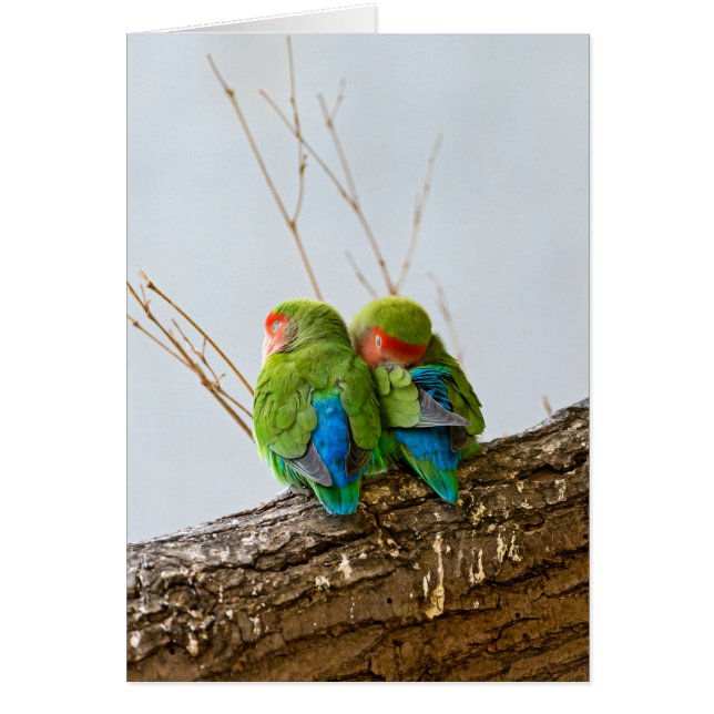 Ein lovebird-Paar auf einer Niederlassung (Vorne)