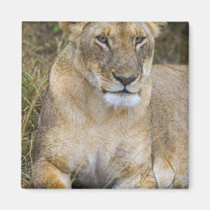 Ein Löwe sitzt im hohen Gras der Maasai Magnet