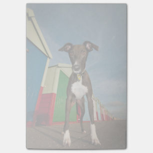 Ein Lurcher stehend vor einigen Strand-Hütten Post-it Klebezettel