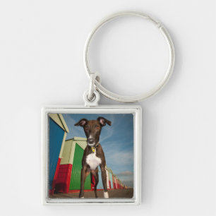 Ein Lurcher stehend vor einigen Strand-Hütten Schlüsselanhänger