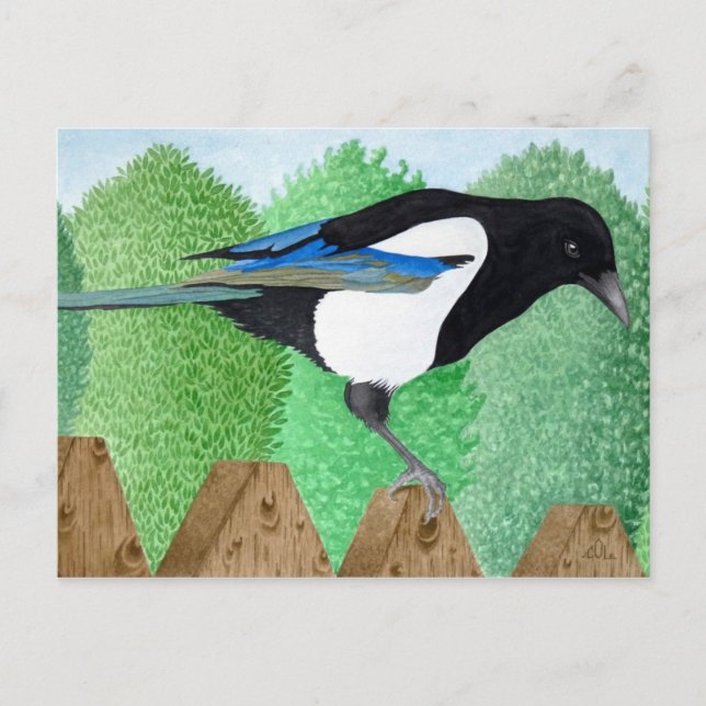 Ein Magpie steht auf einem Zaun Postkarte (Vorderseite)