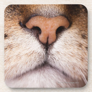 Ein Makrobild der Nase und des Munds einer Katze Untersetzer