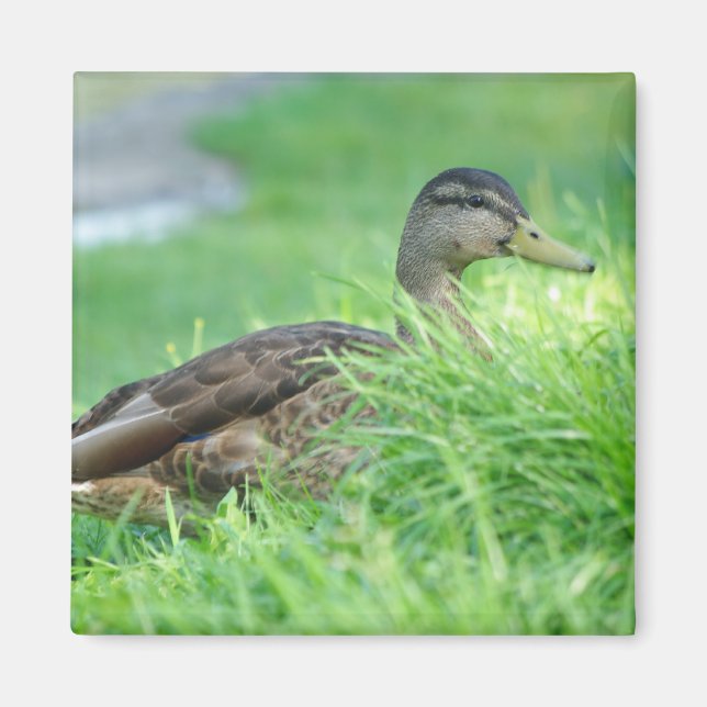 Ein Mallard Magnet (Vorne)
