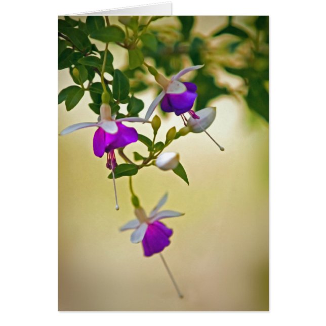 Ein Mangel an Fokus-Fuchsie (Vorne)
