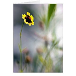 Ein Mangel an Fokus-Single-Blossom