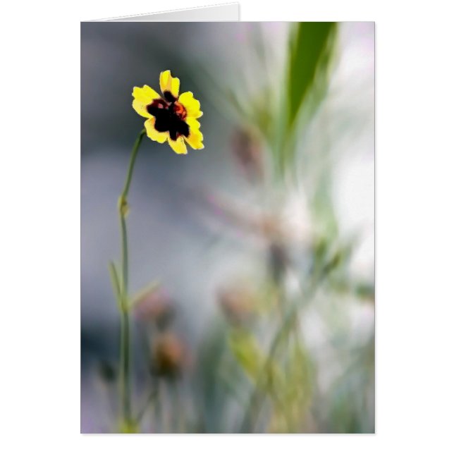 Ein Mangel an Fokus-Single-Blossom (Vorne)