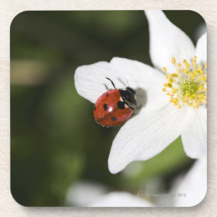 Ein Marienkäfer auf einer hölzernen Anemone Getränkeuntersetzer