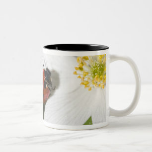 Ein Marienkäfer auf einer hölzernen Anemone Zweifarbige Tasse