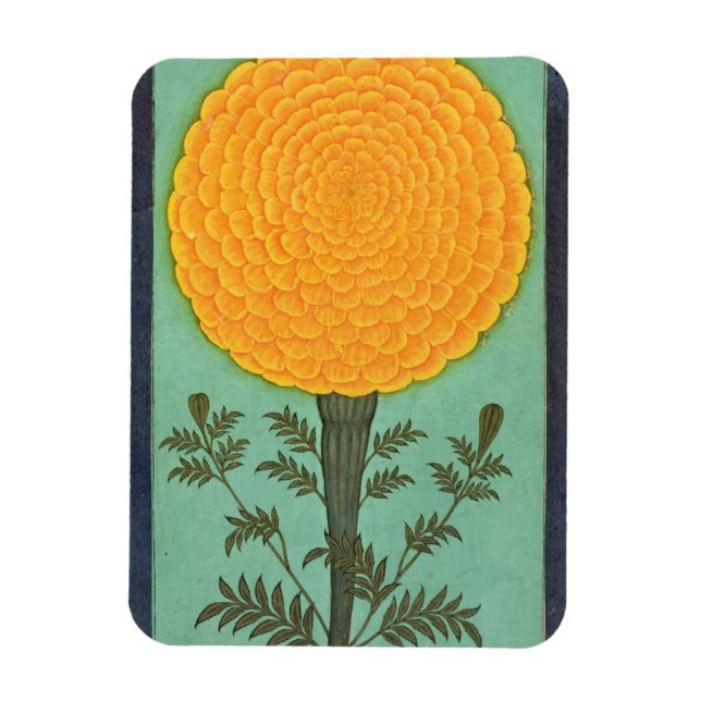 Ein Marigold aus dem kleinen Clive-Album (w/c auf  Magnet (Vertikal)