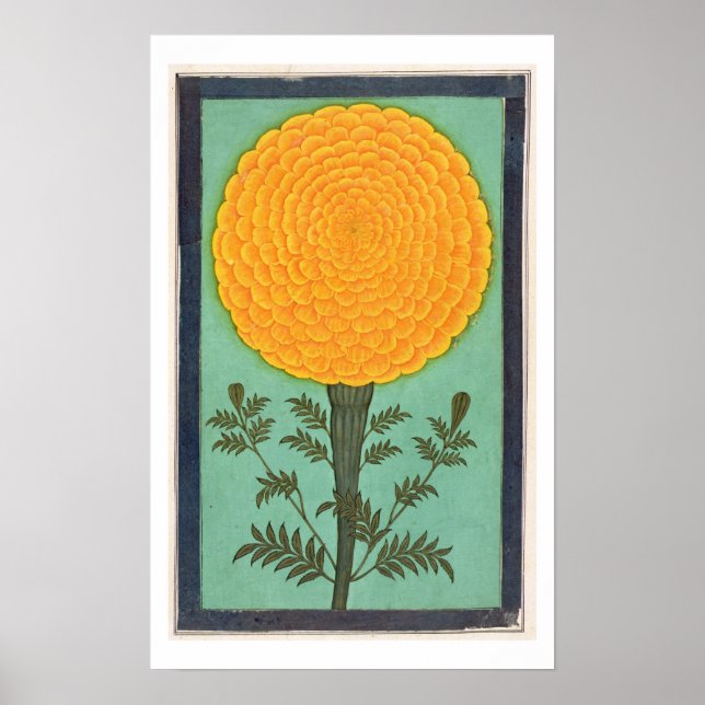 Ein Marigold aus dem kleinen Clive-Album (w/c auf  Poster (Vorne)