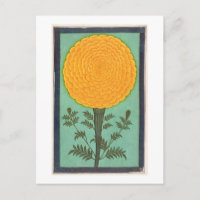 Ein Marigold aus dem kleinen Clive-Album (w/c auf 