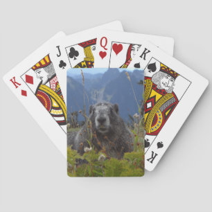 Ein Marmot im Paradies im Nationalpark Rainier Spielkarten