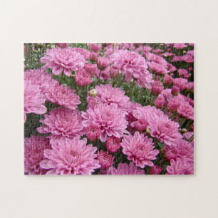 Ein Meer rosa Chrysanthemen #2