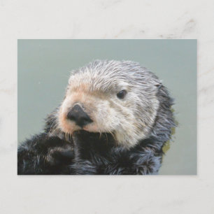 Ein Meeresotterphilosoph Postkarte