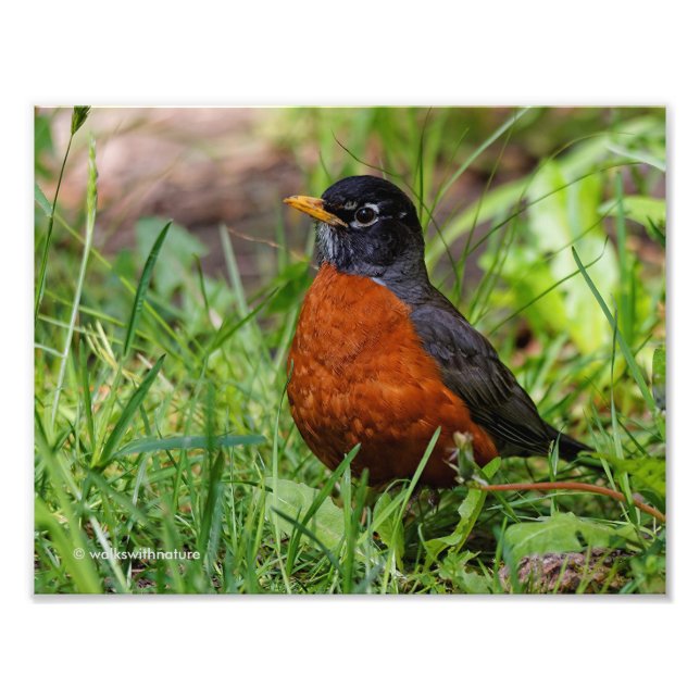 Ein merkwürdiger amerikanischer Robin Fotodruck (Vorne)