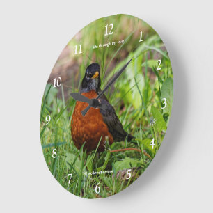 Ein merkwürdiger amerikanischer Robin Songbird im Große Wanduhr