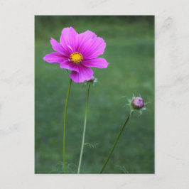 Ein mexikanisches Aster Postkarte