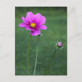 Ein mexikanisches Aster Postkarte