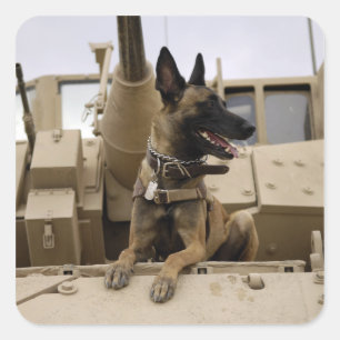 Ein Militärfunktionshund sitzt auf einem M2A3 Quadratischer Aufkleber