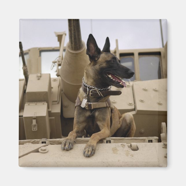 Ein militärisch arbeitender Hund sitzt auf einem M Magnet (Vorne)