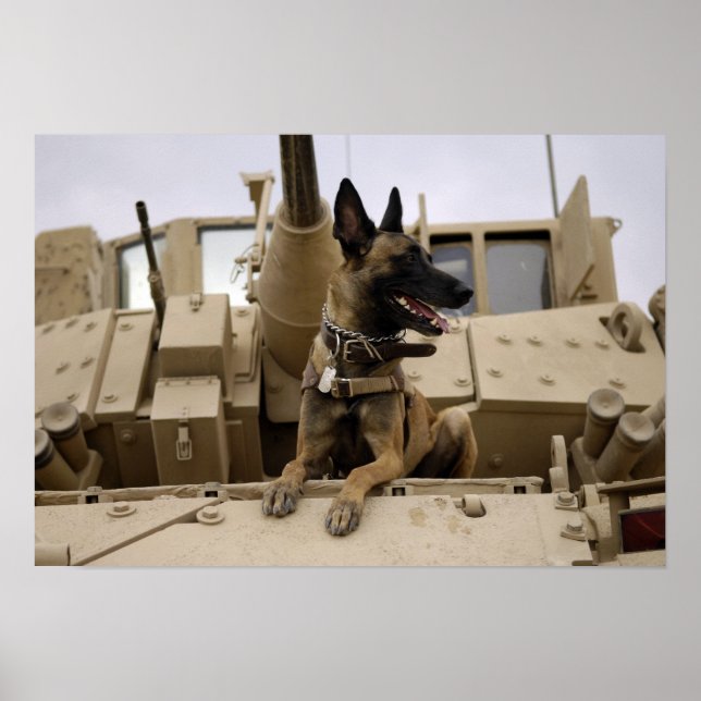 Ein militärisch arbeitender Hund sitzt auf einem M Poster (Vorne)