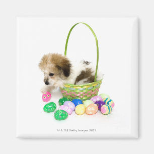 Ein Mischzuchtwelpe, der in einem Ostern-Korb Magnet