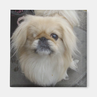 ein mit Augen Hund Magnet