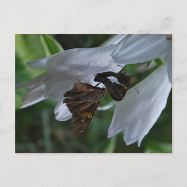 Ein Modemdatum Postkarte (Vorderseite)