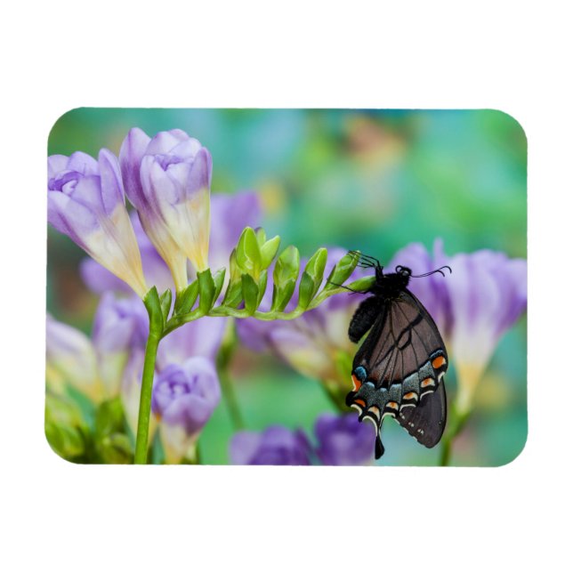 Ein Monarchen-Schmetterling | Danaus Plexippus Magnet (Horizontal)