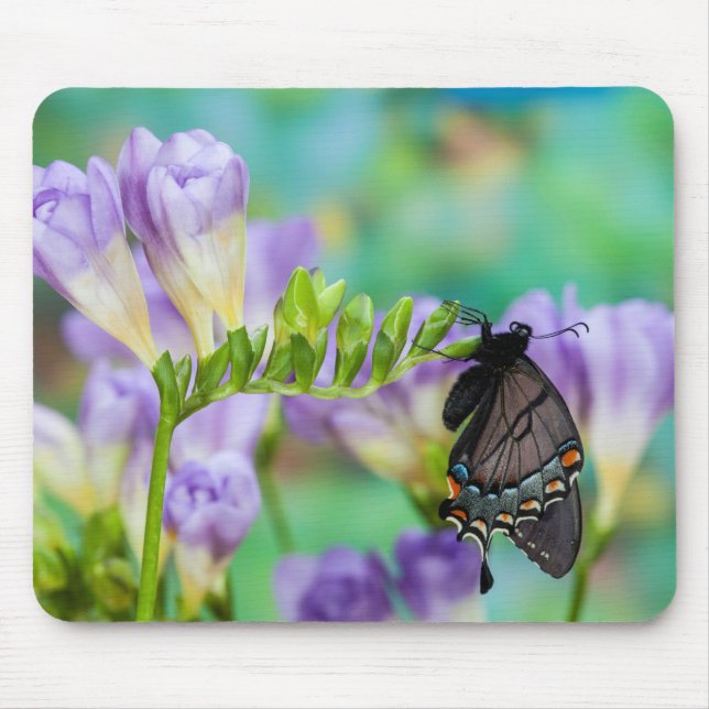 Ein Monarchen-Schmetterling | Danaus Plexippus Mousepad (Vorne)