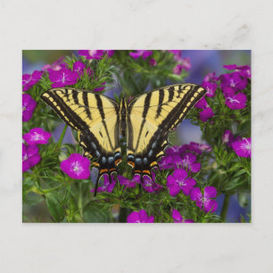 Ein Monarchfalter auf dunkelrosa Blüten Postkarte