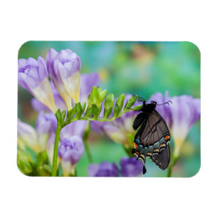 Ein Monarchfalter   Danaus Plexippus Magnet