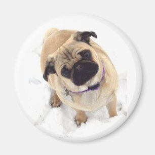 Ein Mopsmagnet Magnet
