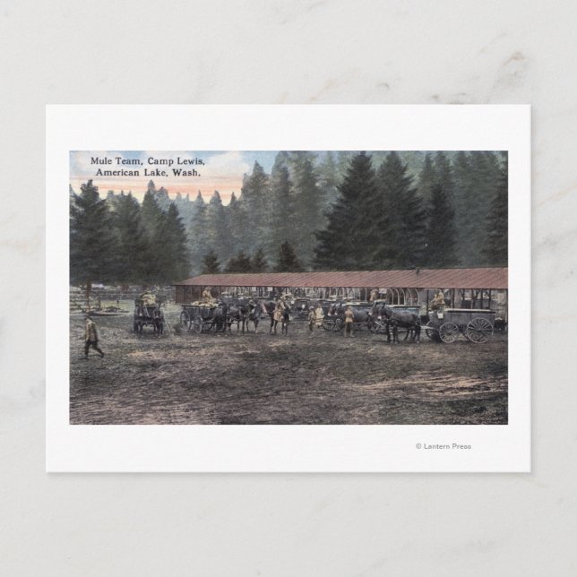 Ein Mule Team im Lager Lewis Postkarte (Vorderseite)