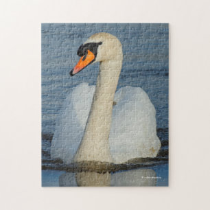 Ein Mute Swan nähert sich