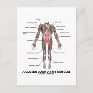 Ein Näherer Blick auf meine Muskeln (Anatomie / an Postkarte