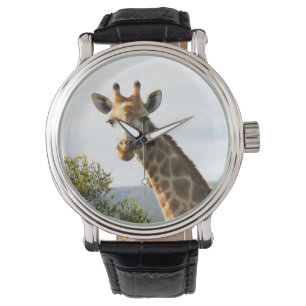 Ein nahes hohes Foto einer männlichen Giraffe auf Armbanduhr