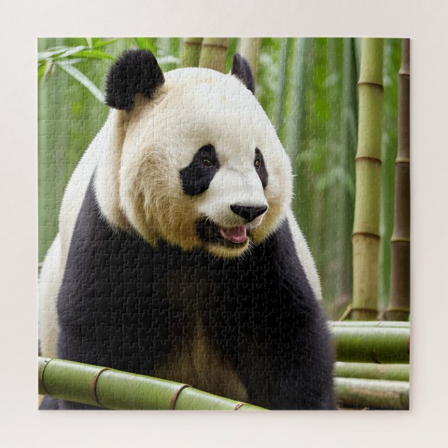 Ein Nahes Portrait eines Panda (Vertikal)