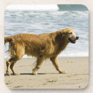 Ein nasser Hund am Strand Getränkeuntersetzer