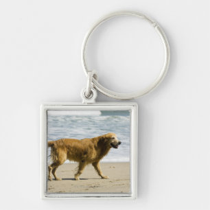 Ein nasser Hund am Strand Schlüsselanhänger