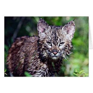 Ein nasser kleiner Bobcat Kitten