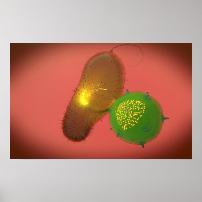 Ein natürliches Killerzellinjektionstoxin Poster (Vorne)