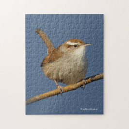 Ein neugieriger Bewick's Wren im Baum