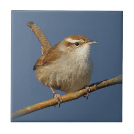 Ein neugieriger Bewick's Wren im Baum Fliese