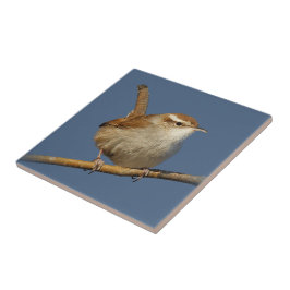 Ein neugieriger Bewick's Wren im Baum Fliese
